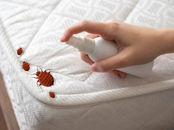 Best Termite Control Services  in Morgan Hill, PA